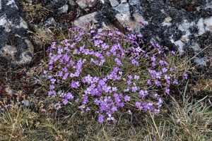 Dianthus lariciifolius